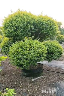 3公分造型金冠女贞