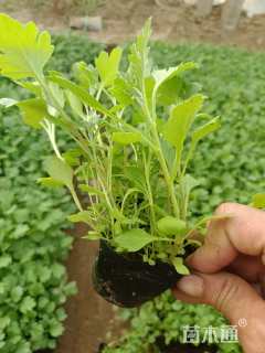 高度20厘米地被菊