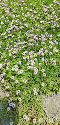 高度15厘米黑美人