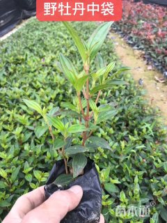 高度15厘米巴西野牡丹