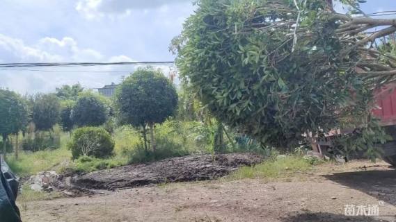 10公分高杆桂花