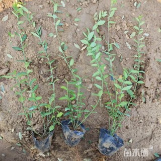 55厘米小叶扶芳藤