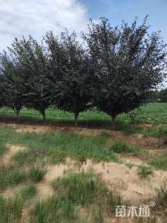 12公分西府海棠