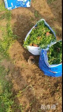 高度20厘米姬岩垂草