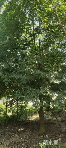 19公分朴树