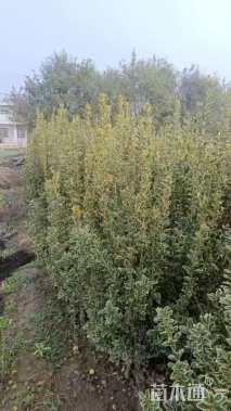 高度150厘米金边黄杨