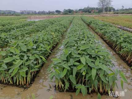 高度40厘米水竹芋