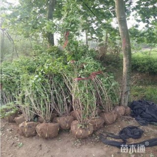 高度80厘米红王子锦带球