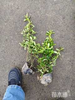 高度40厘米火棘