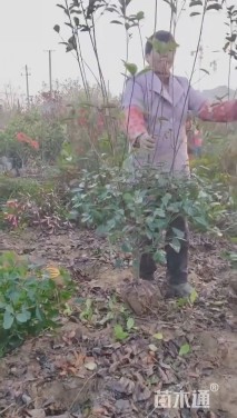 0.8公分红叶石楠