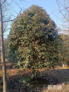 16公分红叶石楠