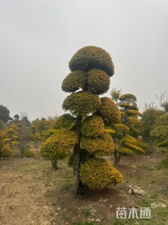 15公分造型亮晶女贞