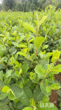 0.7公分川滇桤木