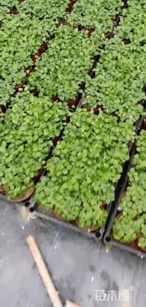 高度10厘米九里香球