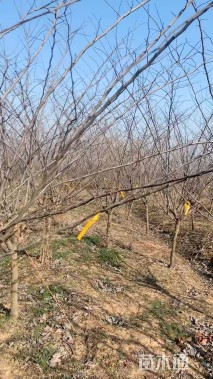 6公分加拿大紫荆