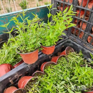 高度35厘米千屈菜