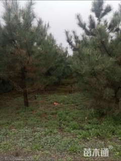 高度300厘米油松小苗