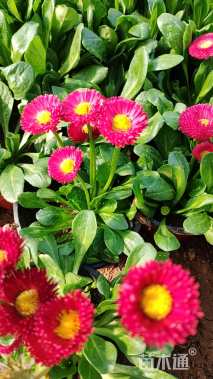 高度20厘米雏菊