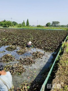 高度40厘米睡莲