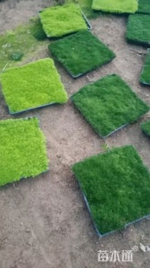 高度10厘米漆姑草