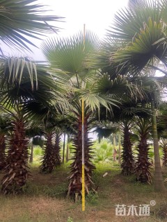 裸干高200厘米华棕