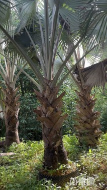 裸干高200厘米银叶霸王棕