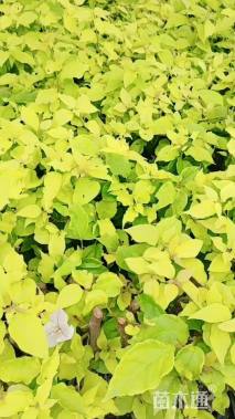 高度20厘米三角梅