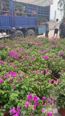 高度40厘米三角梅