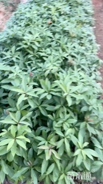 0.4公分金丝楠木