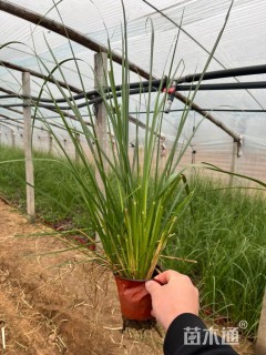 高度50厘米芦苇