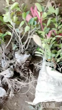 高度40厘米红叶石楠小苗