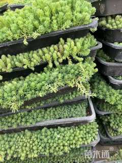 高度8厘米八宝景天