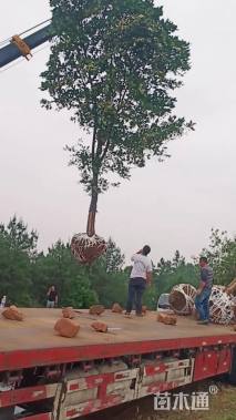 15公分丛生香泡