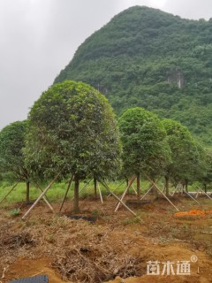 15公分桂花