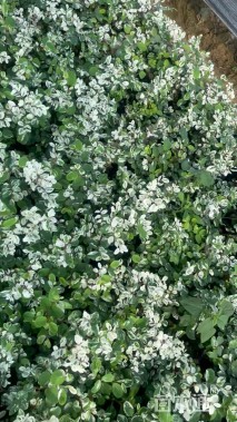 高度30厘米白雪木