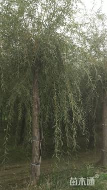 15公分金丝垂柳