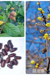 腊梅种子