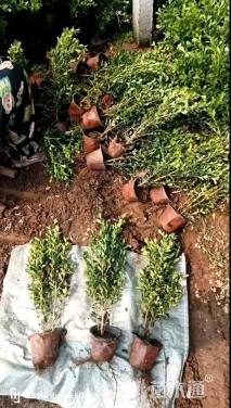 高度35厘米小叶黄杨