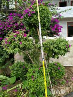 10公分造型三角梅