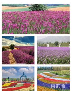 高度20厘米吊钟柳