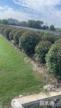 冠幅100厘米红叶石楠球