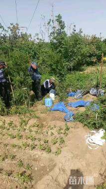 高度120厘米锦鸡儿