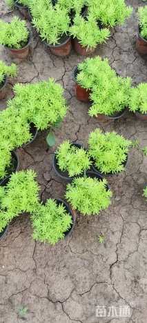 高度5厘米金叶佛甲草