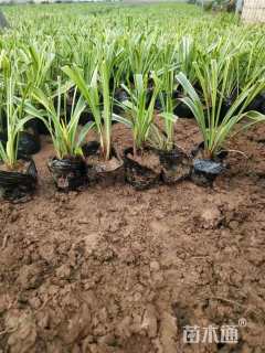 高度20厘米金边麦冬