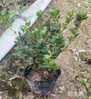 高度25厘米夏鹃