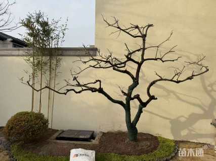 18公分龙爪柿子树