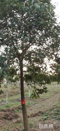 10公分大叶女贞