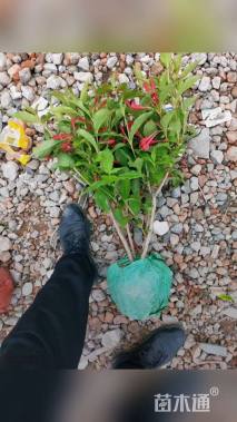 高度50厘米红王子锦带