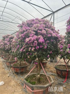 高度180厘米三角梅