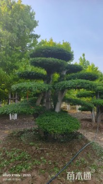 18公分造型对节白蜡